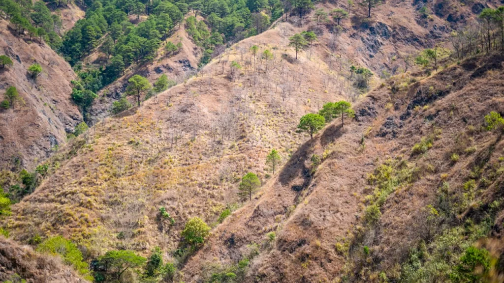 Greenwashing and Plunder: DENR’s Forest Deal a Threat to People and Planet