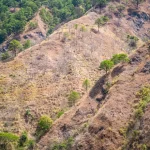 Greenwashing and Plunder: DENR’s Forest Deal a Threat to People and Planet