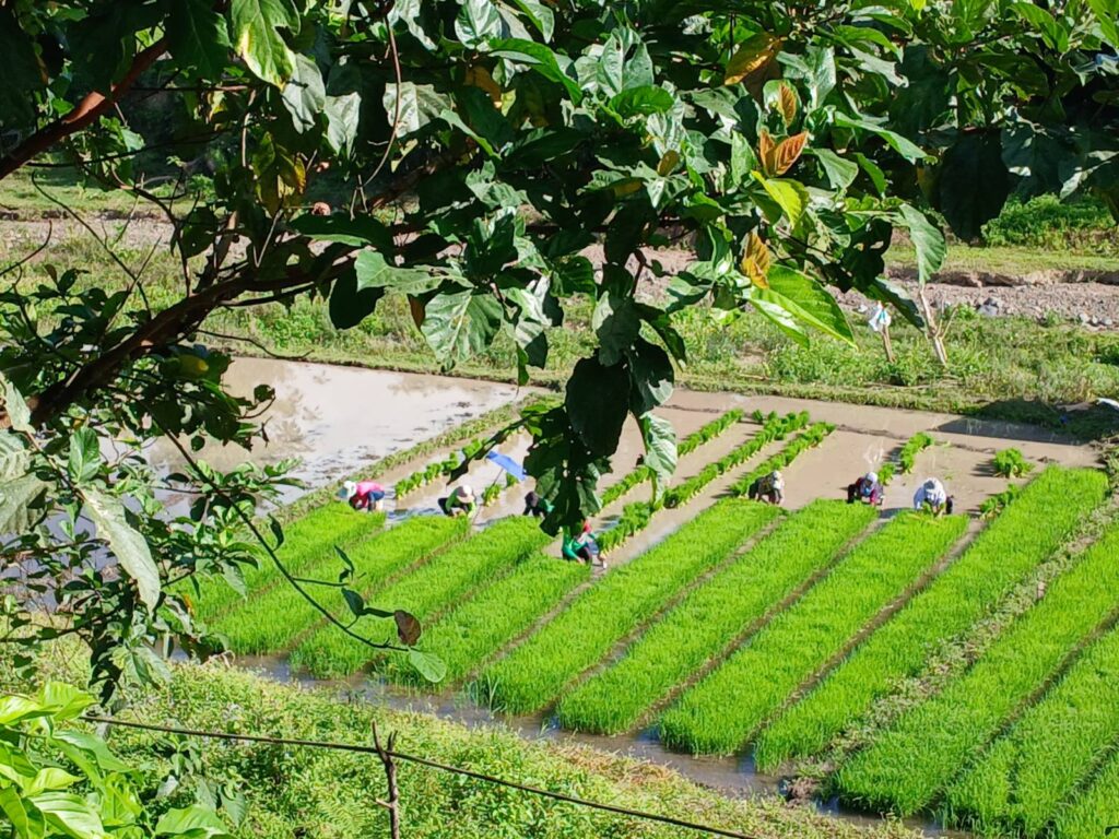 Farmers attend to their rice seedlings in preparation for the planting on the upland farms in Dupax del Norte, Nueva Vizcaya which is being threatened by corporate mining. Nueva Vizcaya, 2026.
